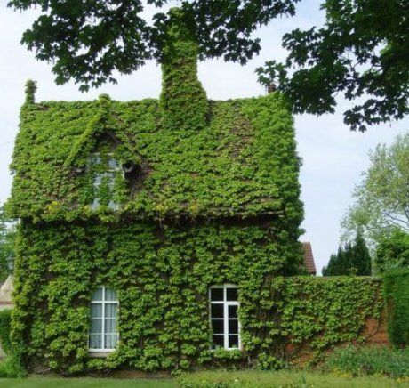 Вертикальное озеленение на даче - лучший способ декора и стилизации ландшафтного дизайна